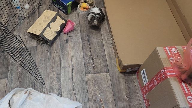 Морские свинки Улли и Пулли заелись! 😋