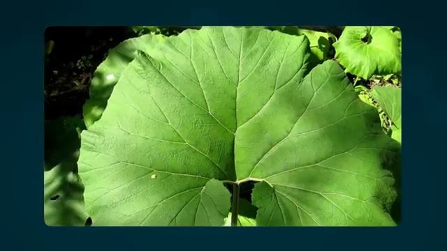 ЗДОРОВЬЕ ПЕЧЕНИ. доктор АЛИФАНОВ (коллега доктора Редько)