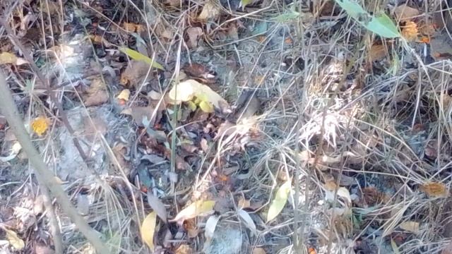 2 полевые мыши подрались из-за еды