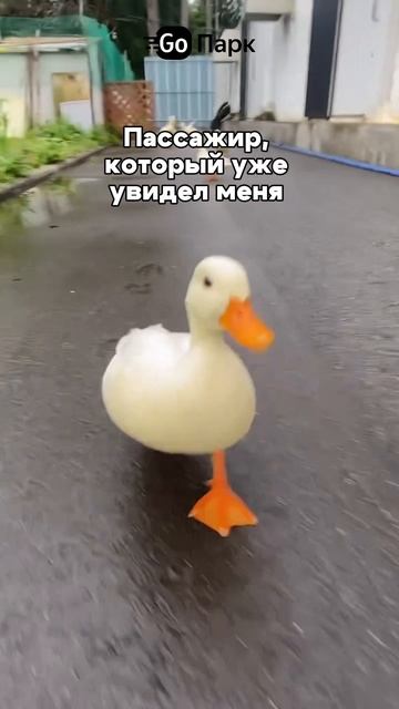 Так и живём... #работавтакси #яндекстакси #глазамитаксиста #историяизжизни #водитель #такси
