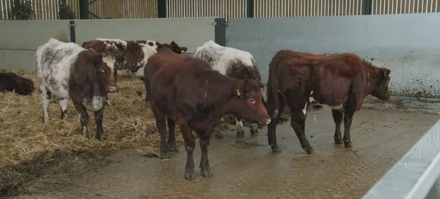 Телешоу "Ферма Кларксона", 4.03 (AlexFilm)