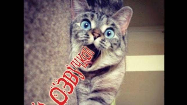 Приколы с котами!  С ОЗВУЧКОЙ! Смешные коты! САМЫЕ СМЕШНЫЕ ЖИВОТНЫЕ!