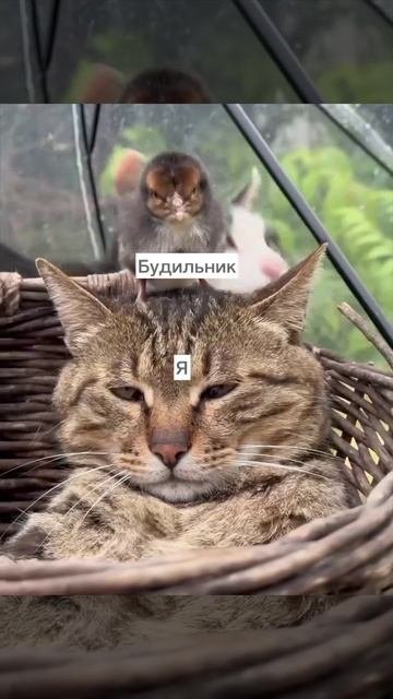 #мемы(#юмор), #funnyvideos, #challenge#fyp, #foryou, #foryoupage, #viral, #trending#memes, #funny, #
