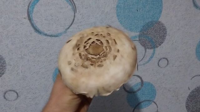 Красивый гриб 