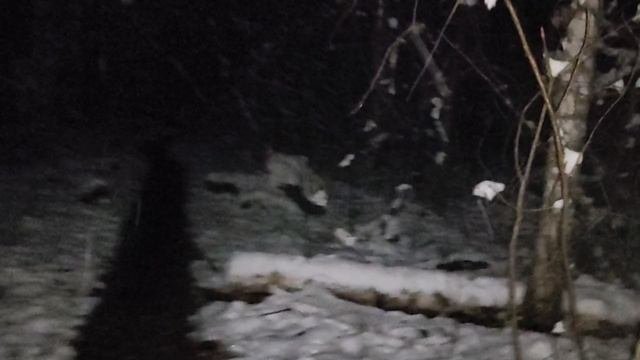 В лесу: тенденции и перспективы в Европе - волны 🌊 кризисов нарастают, единство Европы под угрозой