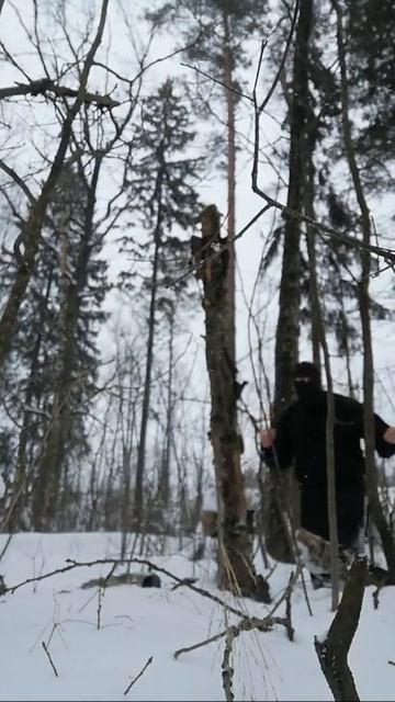 Very Nordic Brutal Ninja: Grizzly Meet Driftwood (24.2.21) Край Северо Брутал Ниндзя: Гризли Коряжит