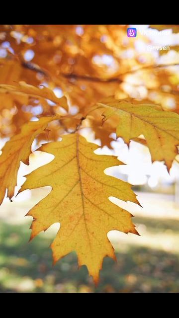 Осенние листья .