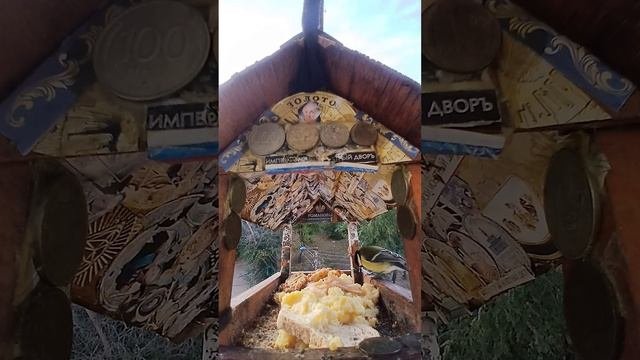 1000002575.mp4Жизнь кормушки.09.10.2025г.