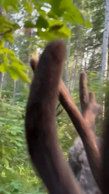 Есть зверь в угодьях 🦌🦌🦌🦌
