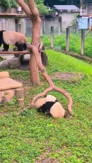 Не поделили бамбук 🐼❤️🥰🤩😅