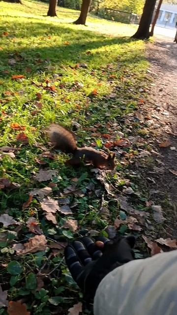 Белка 🐿️ не стала есть орех 🌰, променяв на гнилой жёлудь.
#природа #звукиприроды #животные