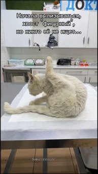 У нас +1,но не в приюте