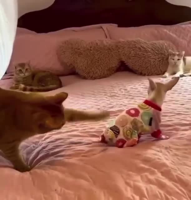 У котов была собака🙂