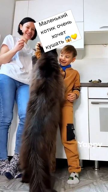 #котики #кошка #киса #домашниеживотные #кошки #пес #собакадругчеловека #собака #собаки #щенок #мимим