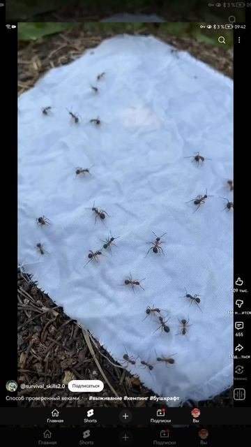 SVID_20251009_094251_1.mp4