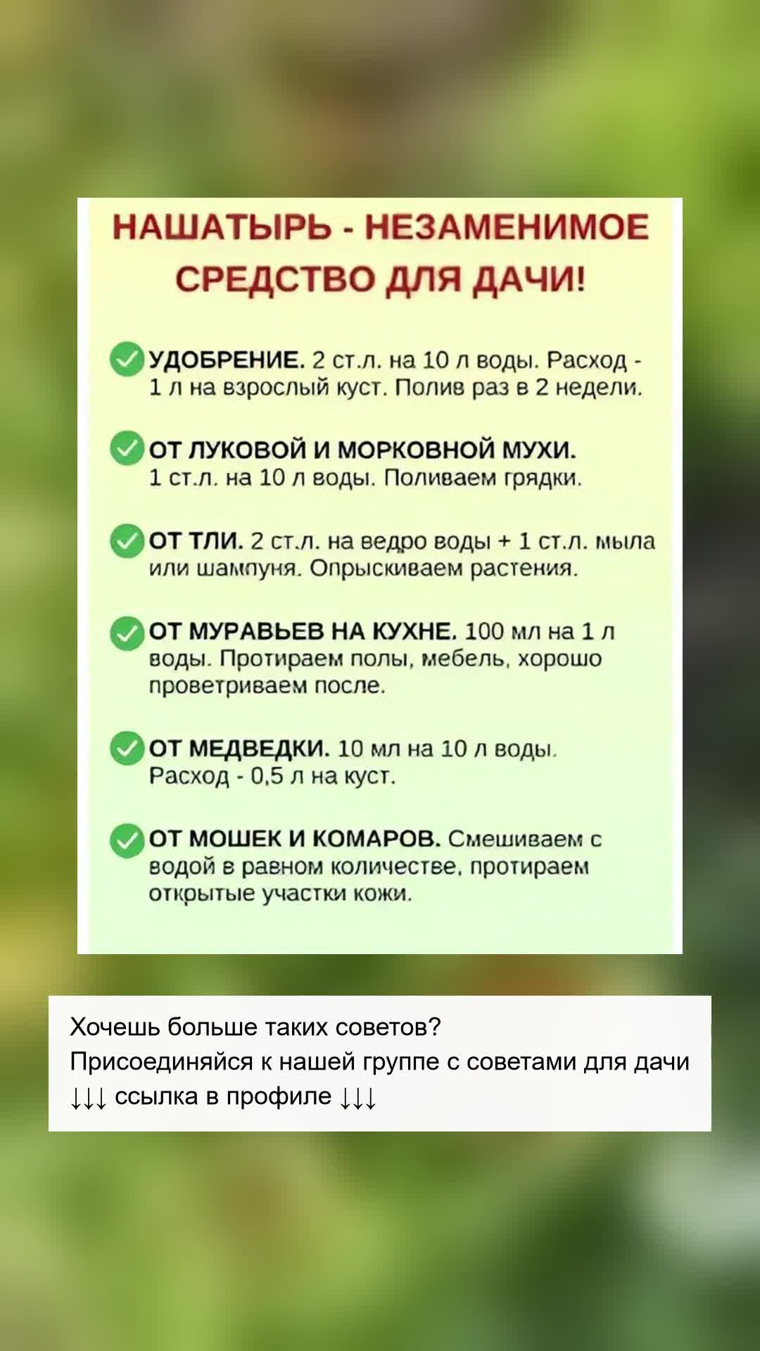 Как нашатырь спасает дачу