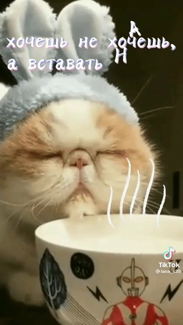 1000056265.mp4.  Котик, явно ,не проснулся , но с просони улыбнулся .ДьяченкоЛГ.