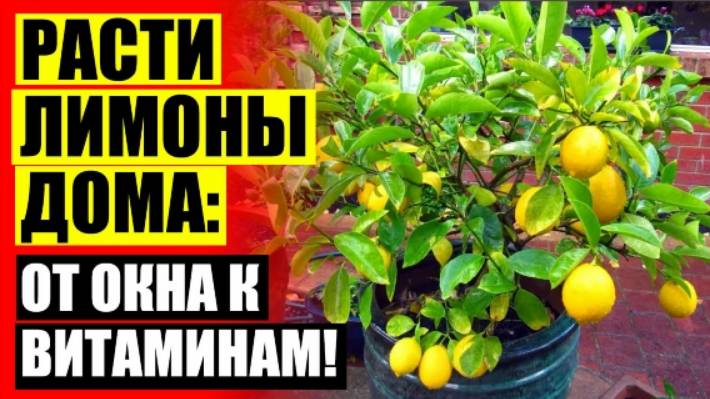 ПРОДАЖА В СПБ КОМНАТНЫХ ЦИТРУСОВЫХ ⚠ КОМНАТНЫЙ ЛИМОН КОСТОЧКОЙ