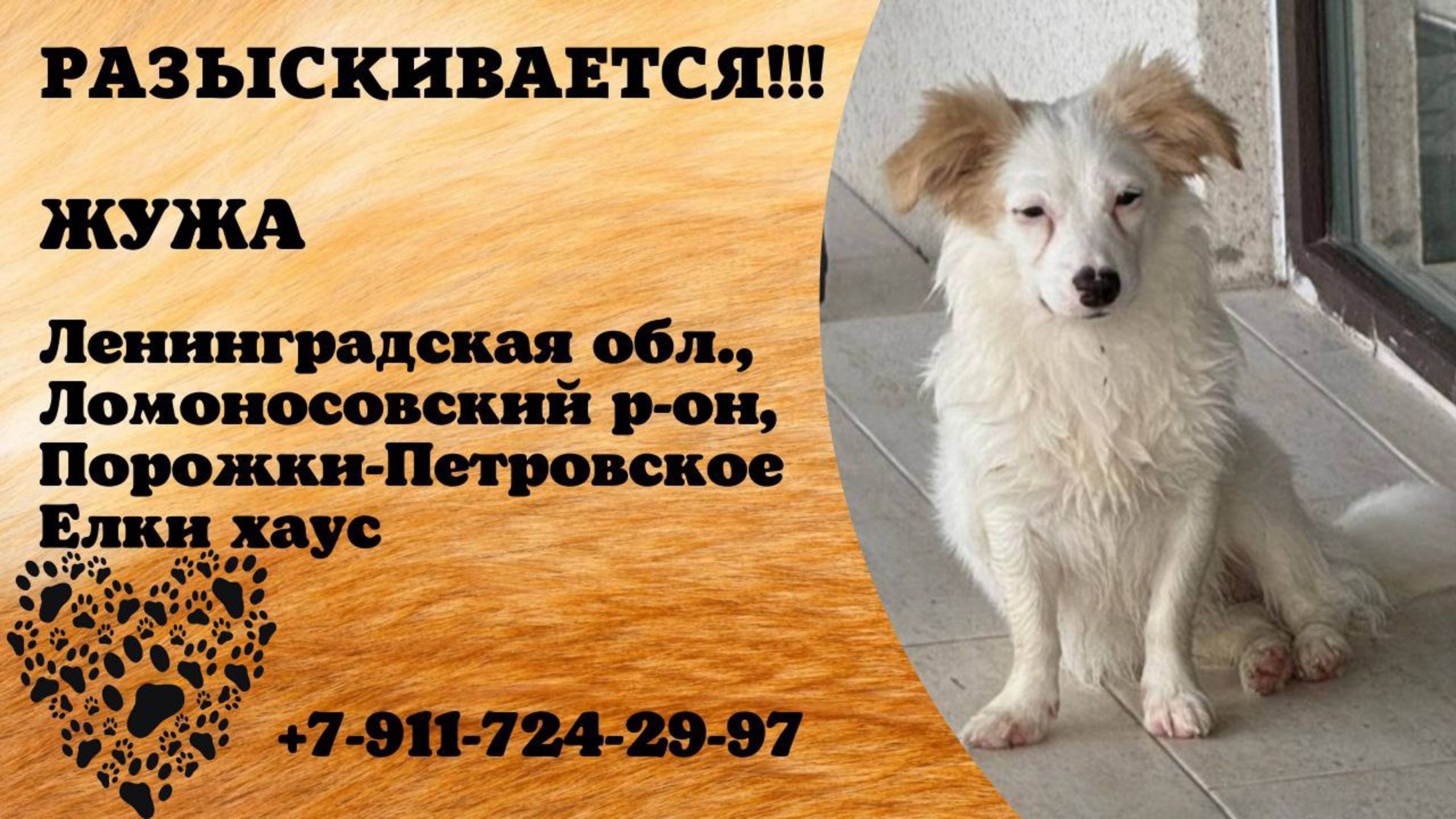 Пропала собака! ЖУЖА. Ленинградская обл, Ломоносовский р-он, Порожки-Петровского, Елки хаус