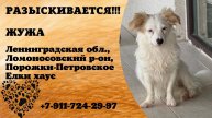 Пропала собака! ЖУЖА. Ленинградская обл, Ломоносовский р-он, Порожки-Петровского, Елки хаус