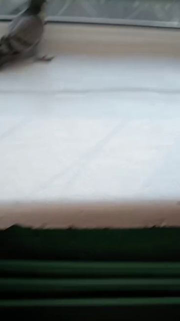 голубь