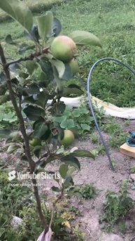 Ленобласть. Хвойное. 02.07.2024. Дача. Яблоня, первого года посадки из питомника, с плодами