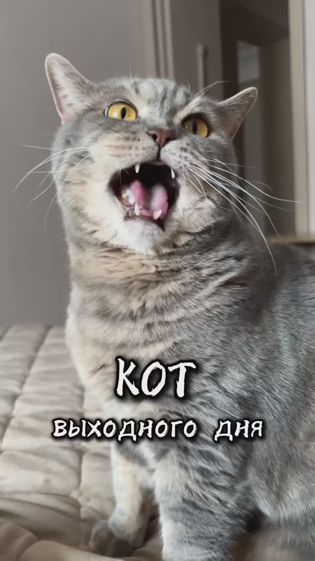 Кот выходного дня 