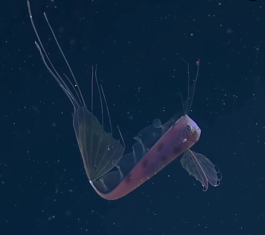 Королевский лосось, или Trachipterus Altivelis 🐟, — это морская рыба с длинным, лентообразным те...