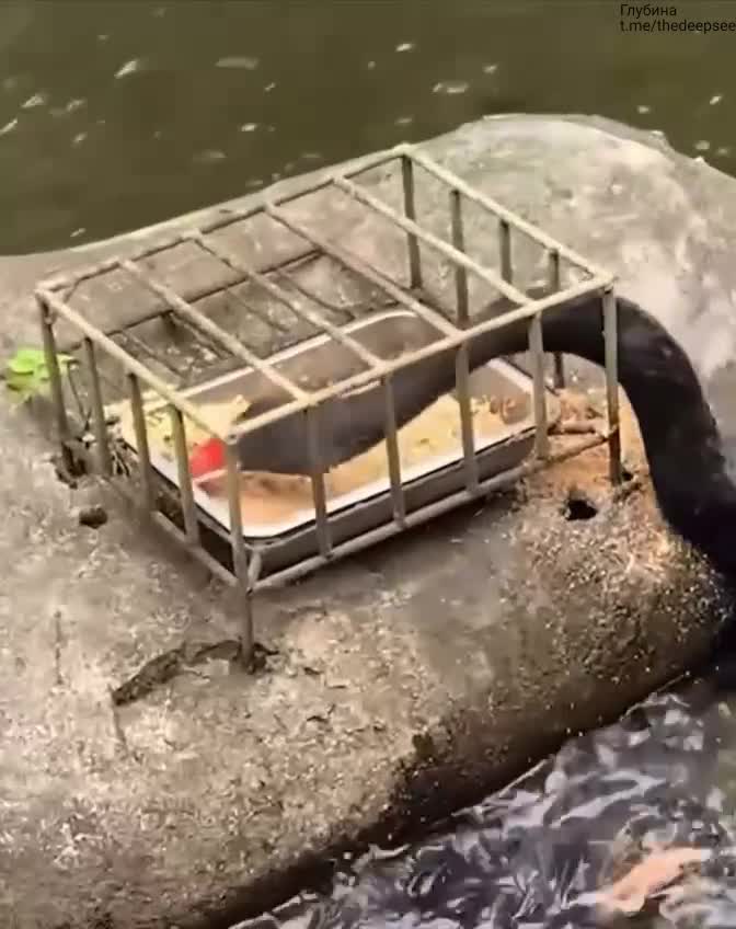 Черный лебедь делится едой с рыбами 🦢