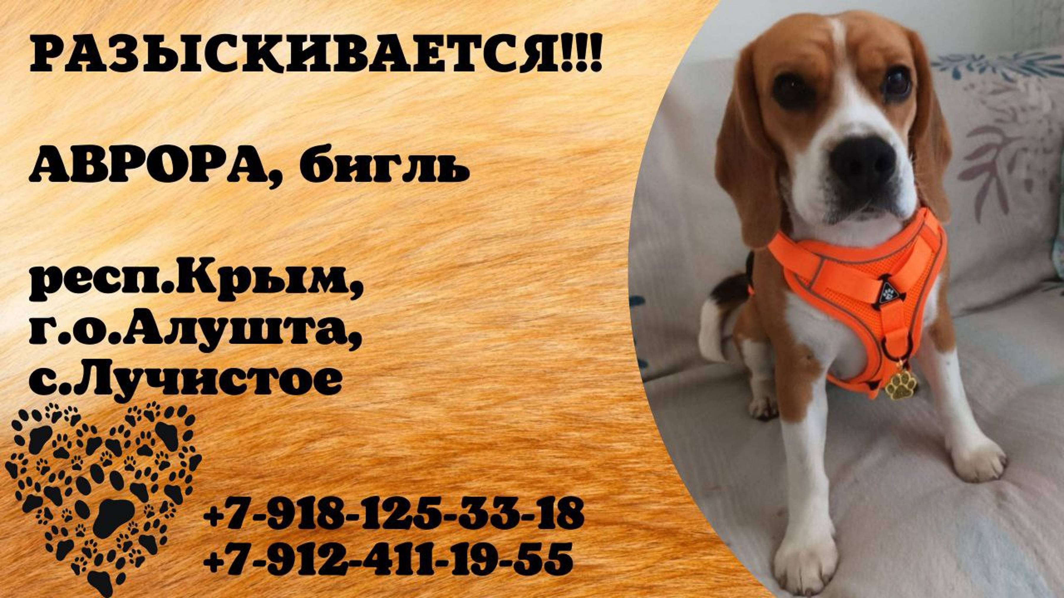 Пропала собака! АВРОРА. Бигль. респ. Крым,  г.о. Алушта, с. Лучистое