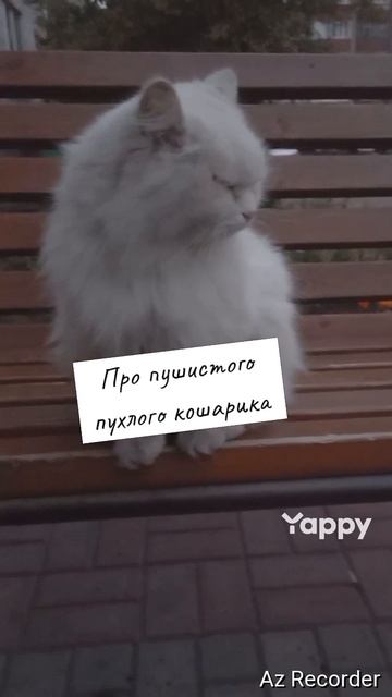 #котики #кошка #киса #домашниеживотные #кошки #пес #собакадругчеловека #собака #собаки #щенок #мимим