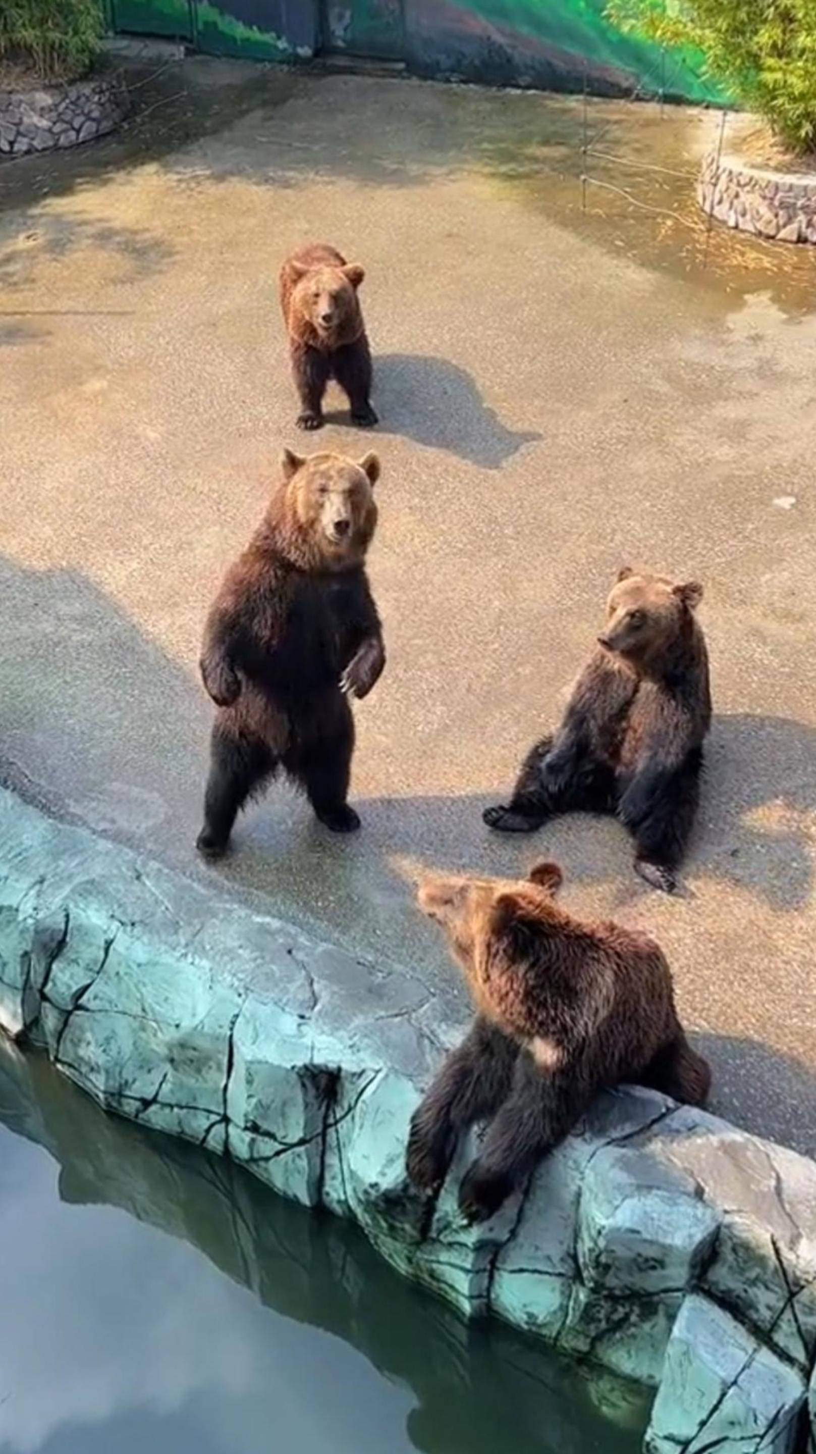 Танцующие медведи 🤣 #медведь #funny #shorts