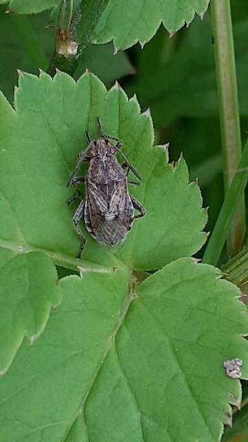 Клоп Булавник жилкоточечный (Stictopleurus Punctatonervosus)