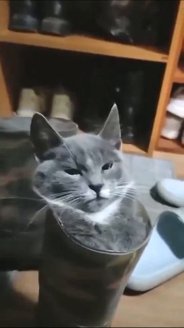 Клип @meowtaverse