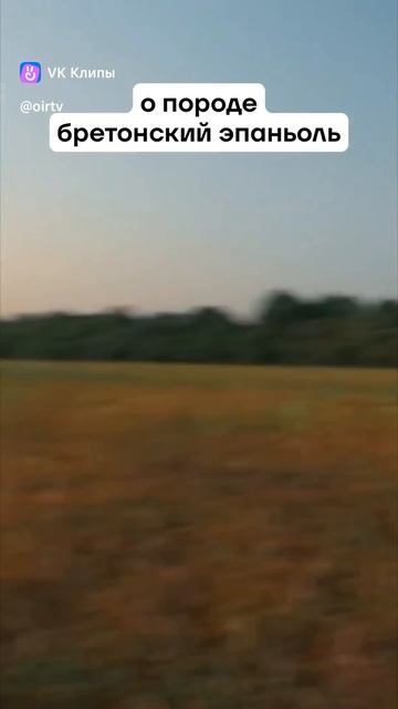 Охотник? Подпишись! #дыханиеосени #зверьвкадре #охота #собаки #рыбалка