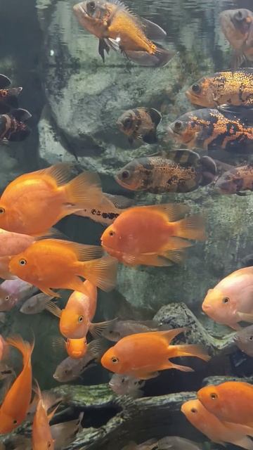 🐟Морские обитатели🐠в Океанариум Sochi Discovery World Aquarium в Адлере🏝#лето2025 #адлер #карпыко