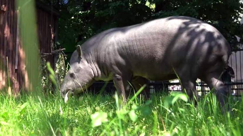 Тапир-долгожитель Сью умерла в Московском зоопарке