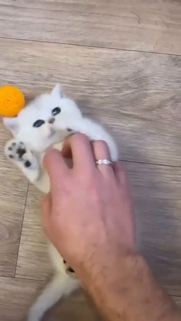 Забавных кошечек вам в ленту😝