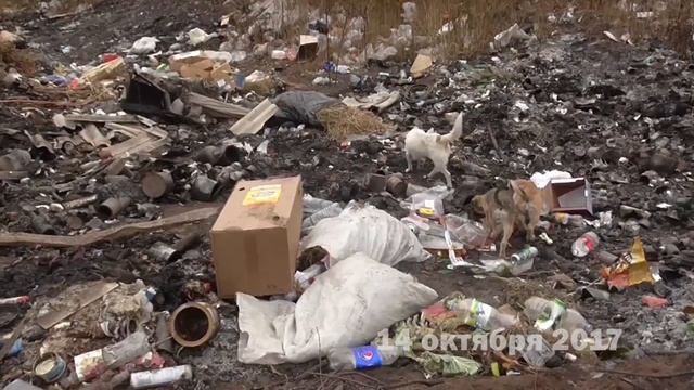 Реклама Ужас в самом сердце Бузулукского бора Оренбургской области 14.10.2017