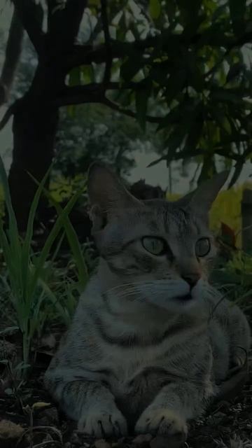 Котик