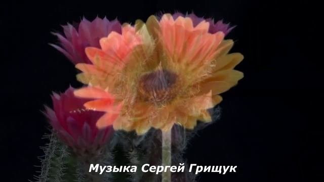Музыка Для Души ⧸ПРО ЛЕТО⧸  Музыка Сергей Грищук  #МУЗЫКА #КРАСИВАЯМУЗЫКА