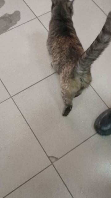 кот который живёт в магазине