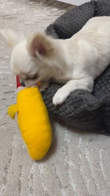 Айра и её новая игрушка 💛