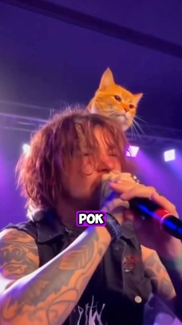🐱КОТ-РОКЕР СТАЛ ЗВЕЗДОЙ НА КОНЦЕРТЕ [OGN]