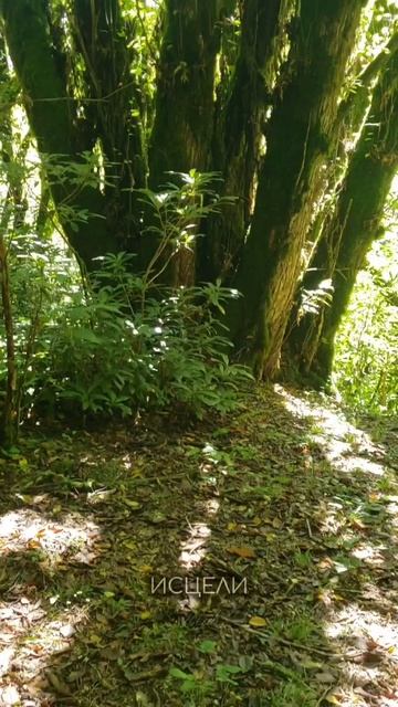 Чамури - Исцеляющая Песня Индейцев Кечуа