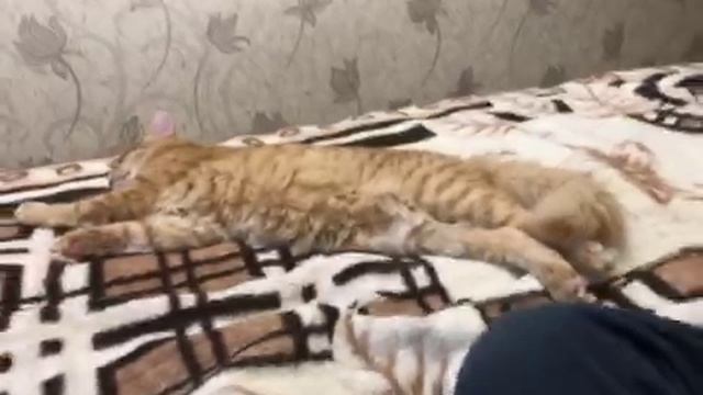 Кот Мурыш умылся.