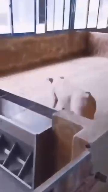 Настоящие скачки! С препятствиями!