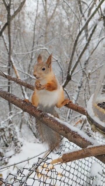 Красота 
