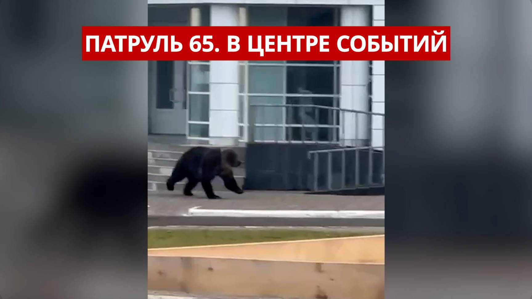 ПАТРУЛЬ 65: Пьяный убийца за рулем, медведи в городе и тройное ДТП. Происшествия Сахалина 09.10.25