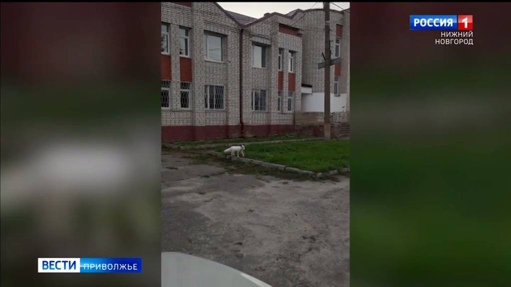 В Перевозе заметили необычную белую лисицу